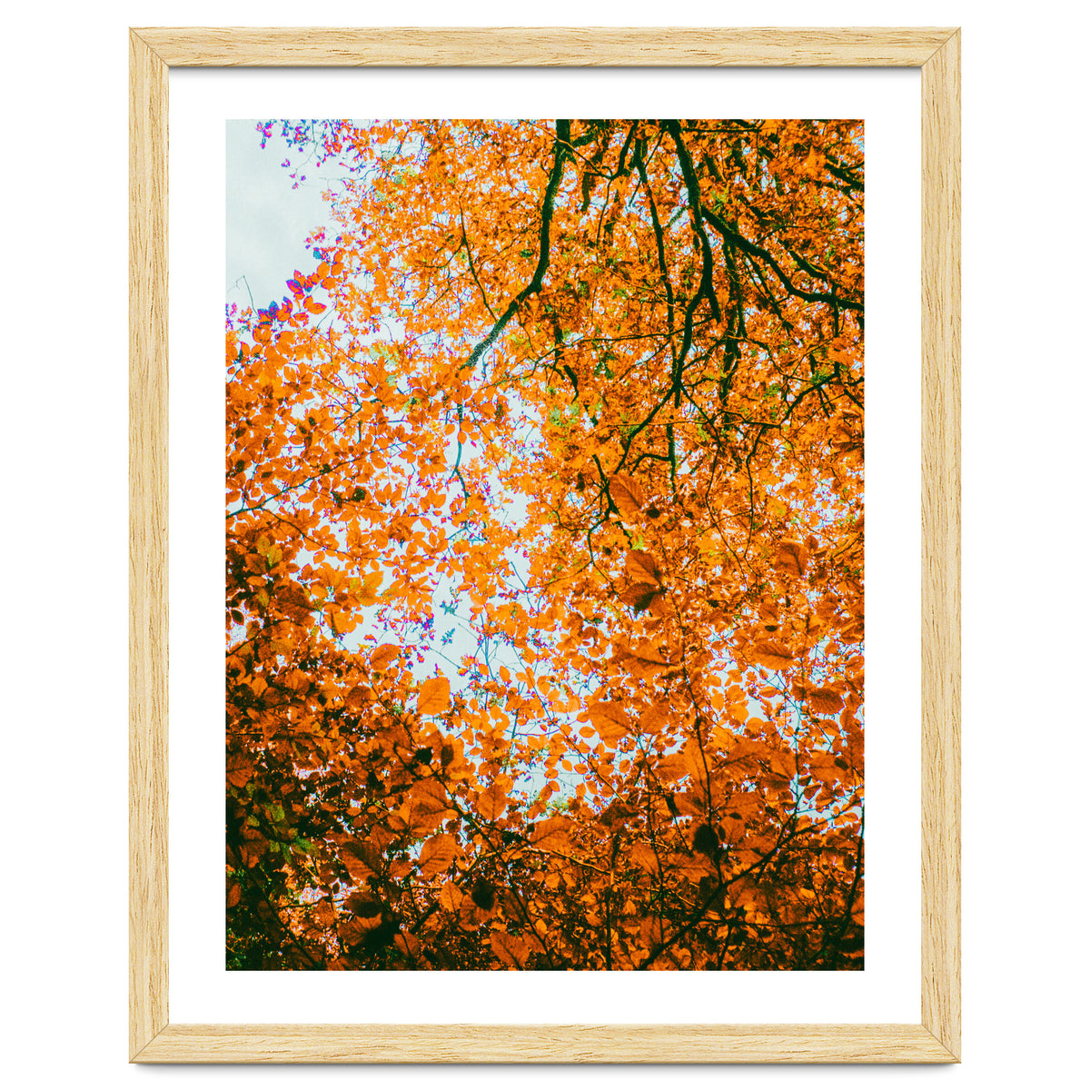 Autumn Leaves