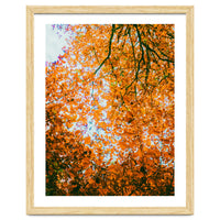Autumn Leaves