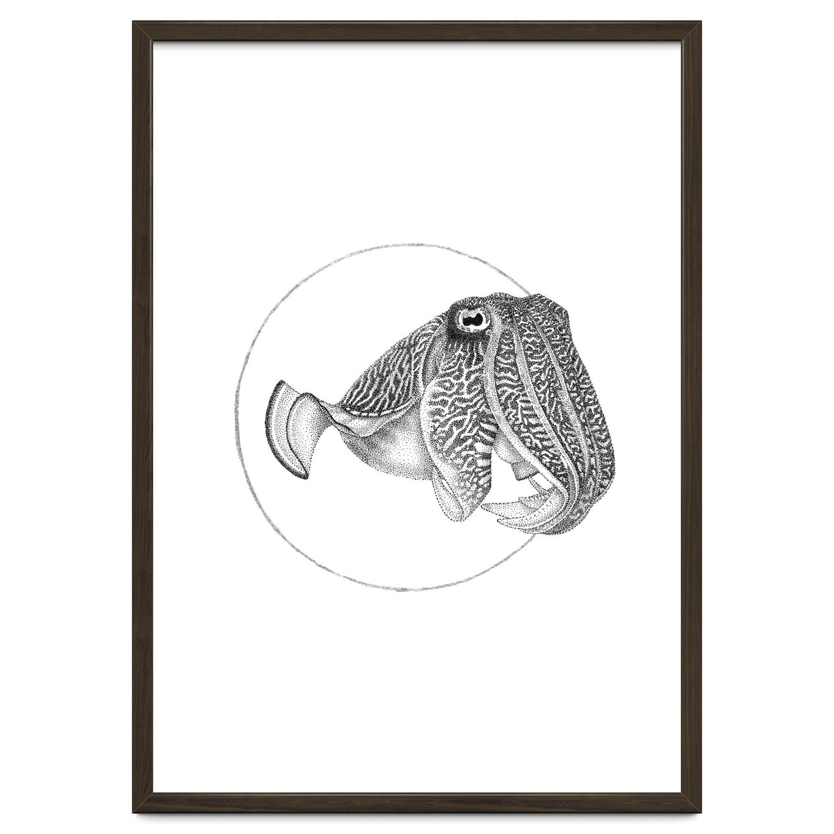 The Fascinating Cuttlefish