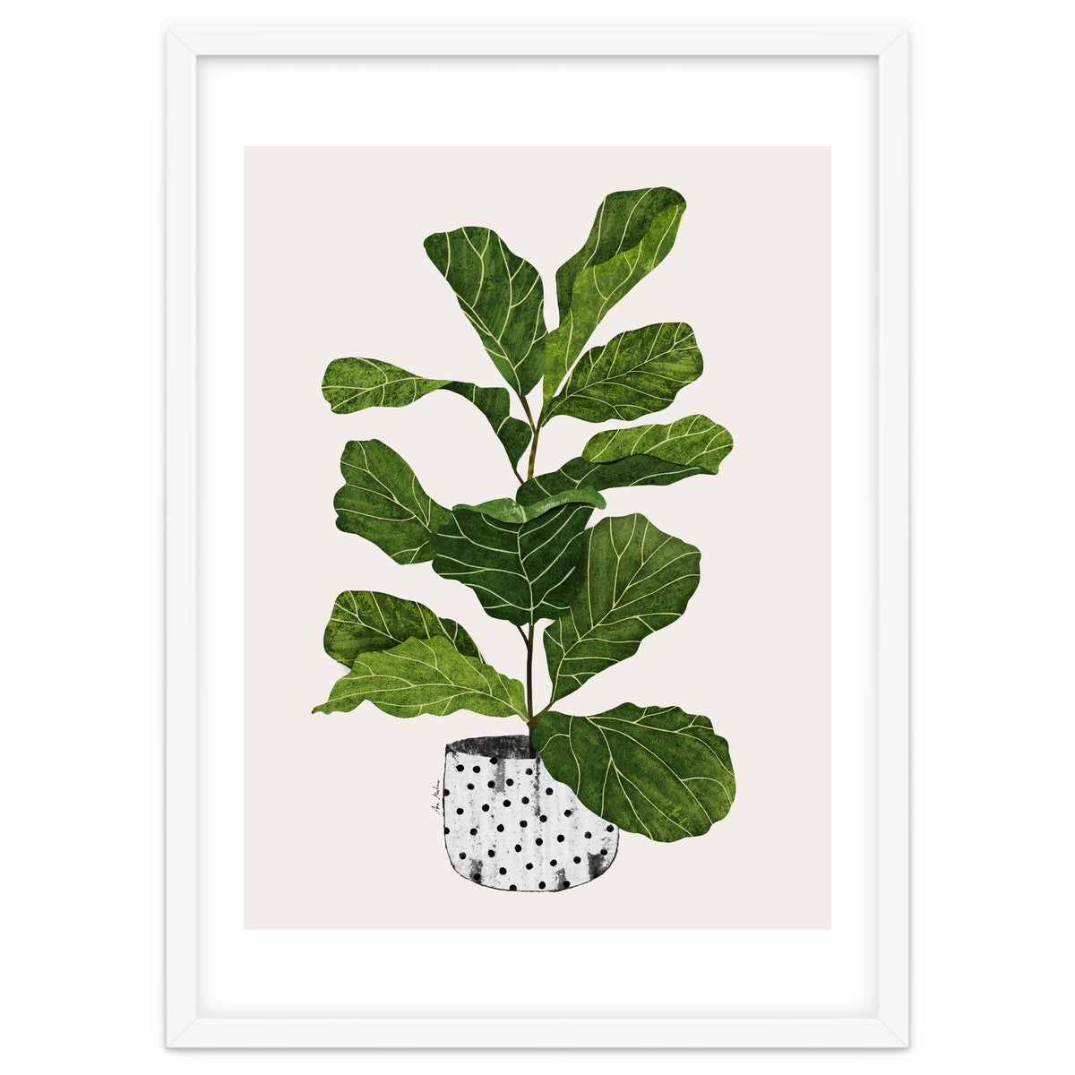 Fiddle Leaf Fig Tree Plant