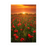 Poppies At Sunset (Print Only) thumbnail