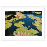 Lotus Pond | Landscape thumbnail