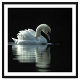 Elegant Swan Floating Gracefully On Dark Water thumbnail