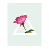 Rose (Print Only) thumbnail