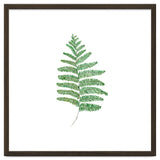 Fern thumbnail