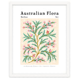 Australian Flora: Wax Flower thumbnail