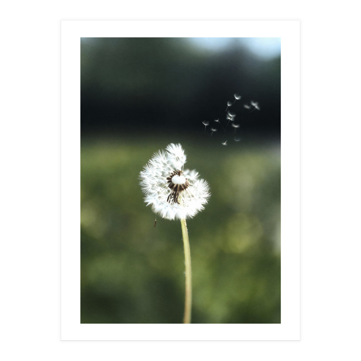 Dandelion Wish Photography (Print Only)