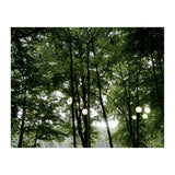 Light bulb among the trees in the summer forest (Print Only) thumbnail