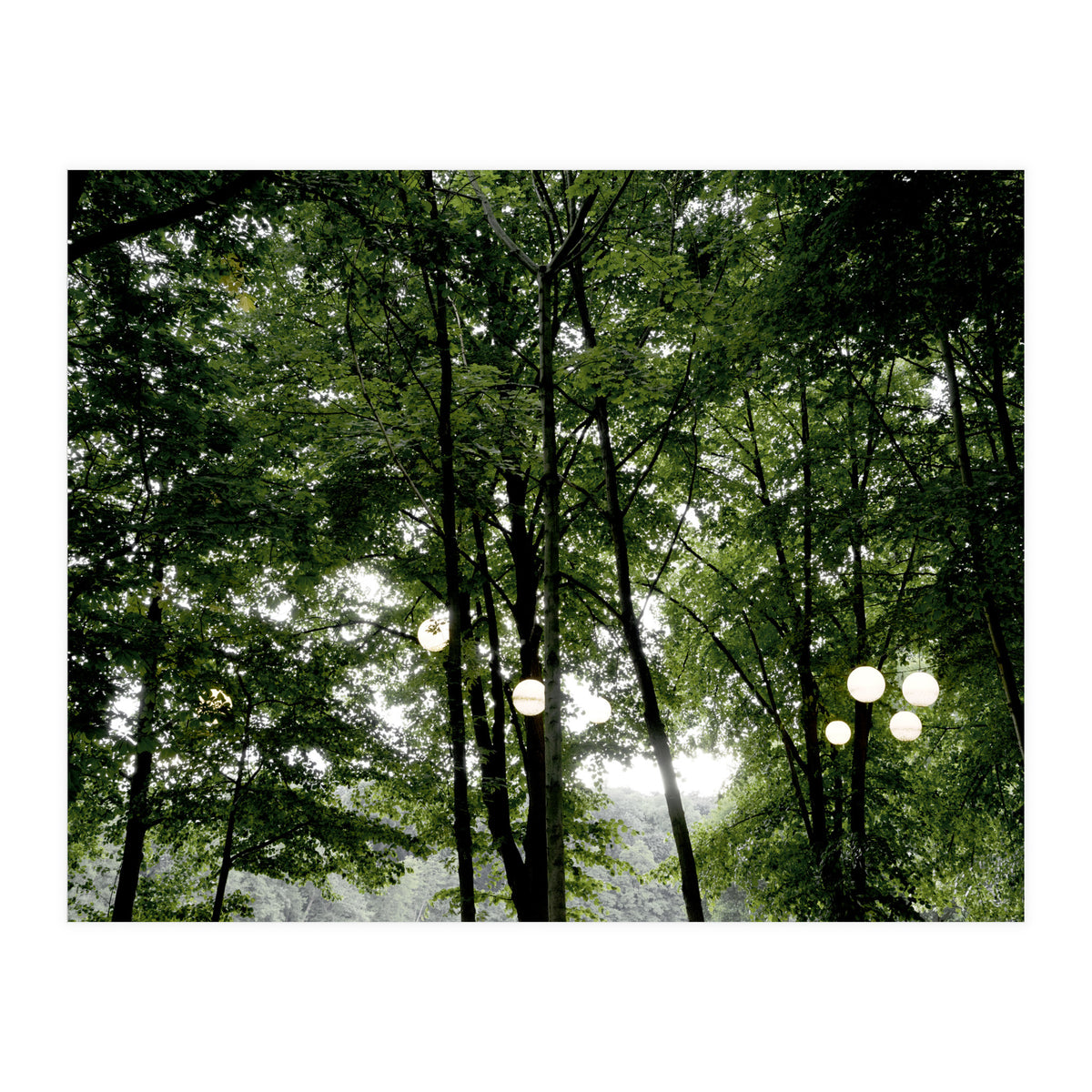 Light bulb among the trees in the summer forest (Print Only)