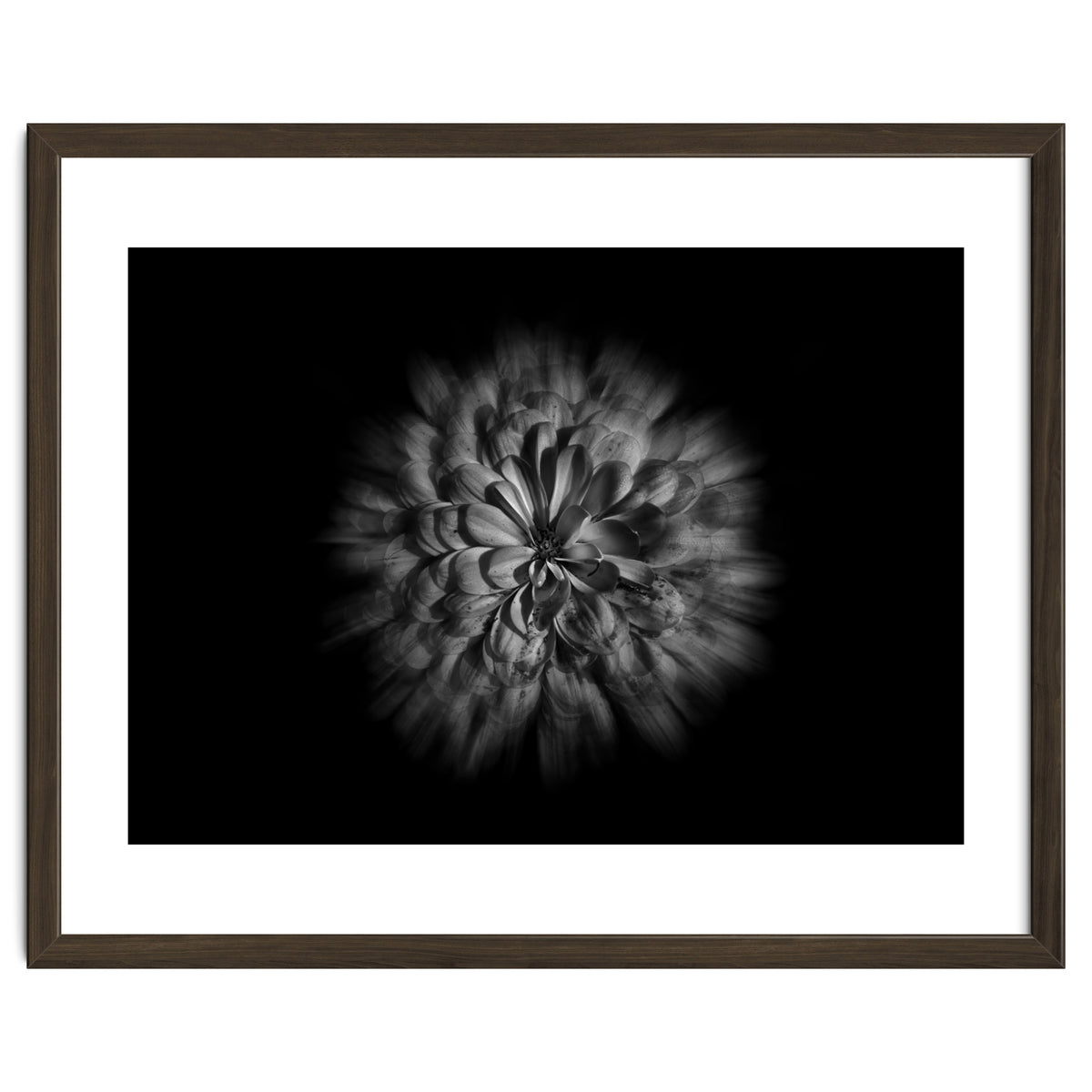 Backyard Flowers In Black And White No 48 Flow Version