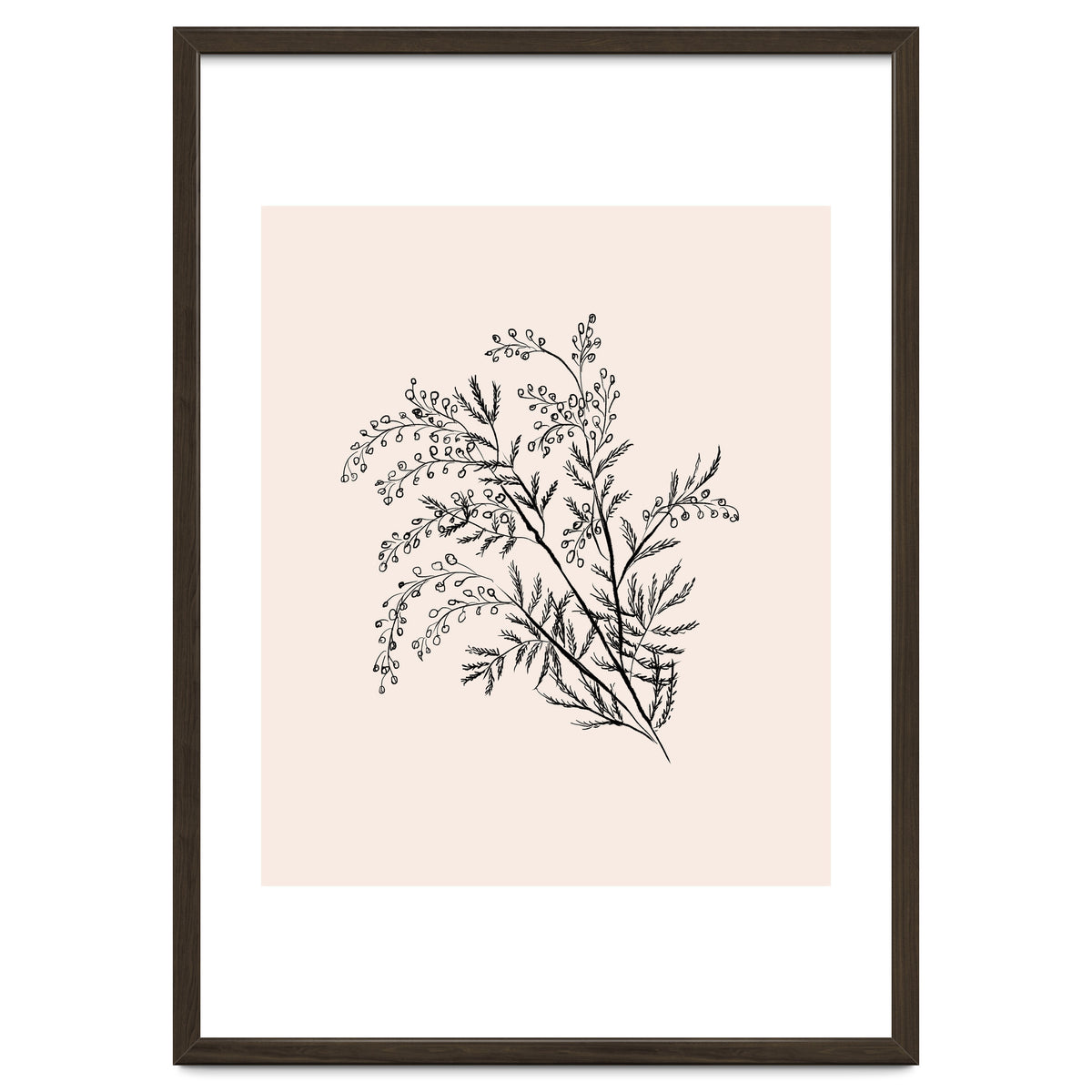 Acacia Botanical illustration