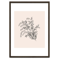 Acacia Botanical illustration