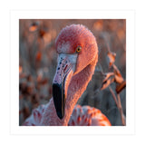 Close Up Of A Pink Flamingo Head In Sunlight (Print Only) thumbnail