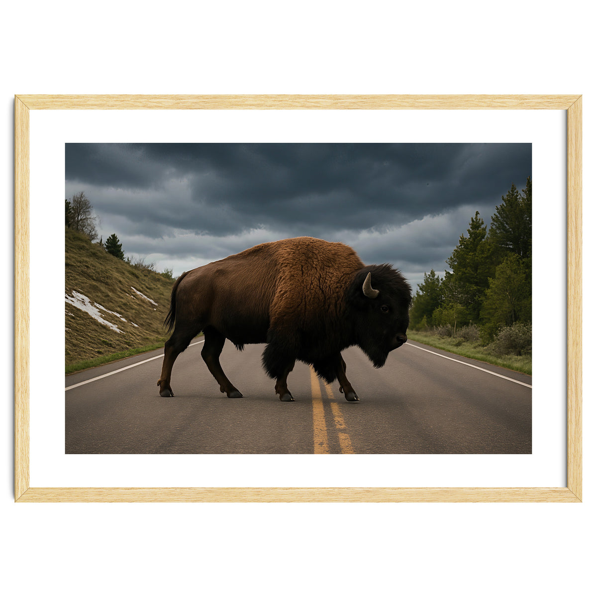 Bison on the Road , Yellowstone Wildlife Photography