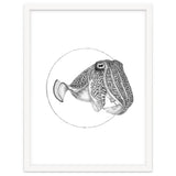 The Fascinating Cuttlefish thumbnail