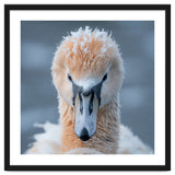 Majestic Swan Covered In Frost And Snow thumbnail