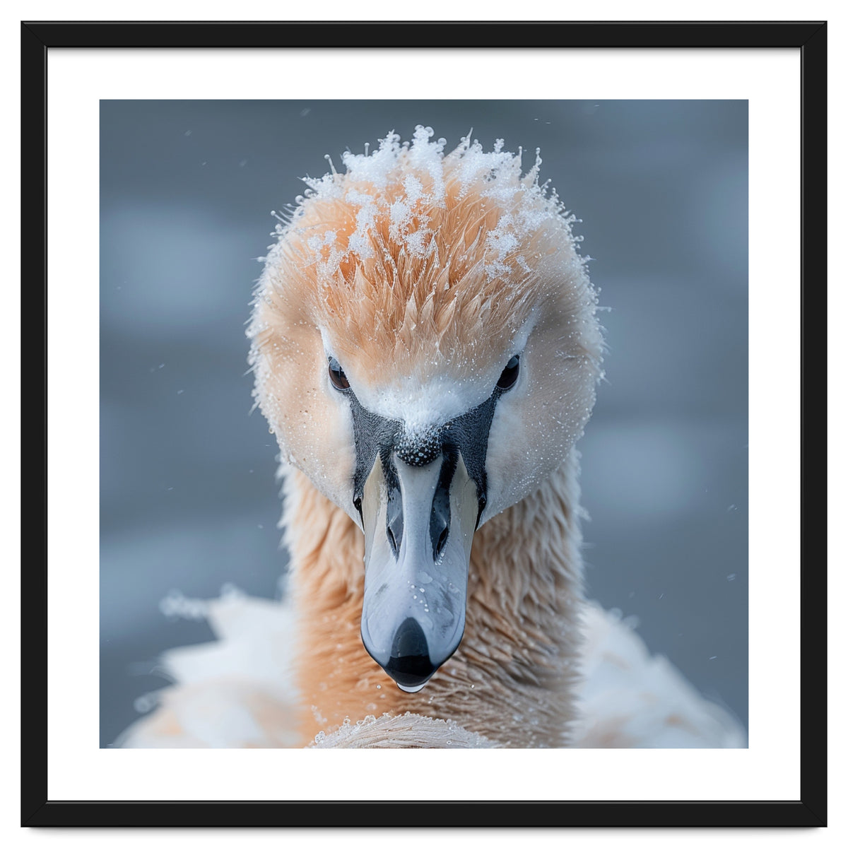 Majestic Swan Covered In Frost And Snow