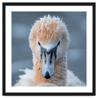 Majestic Swan Covered In Frost And Snow