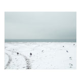 Seagulls in the winter snow beach (Print Only) thumbnail