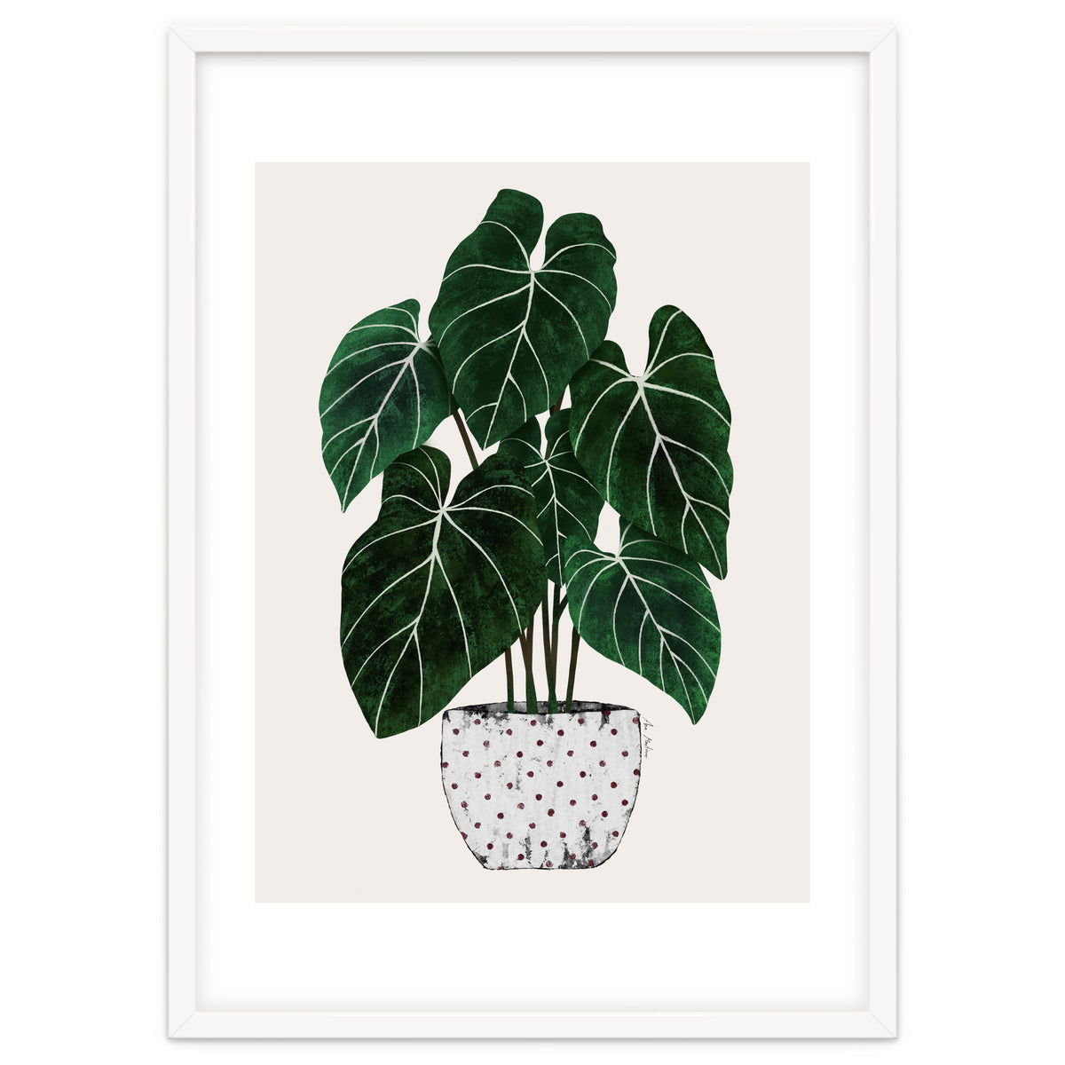 Philodendron Plant
