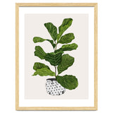 Fiddle Leaf Fig Tree Plant thumbnail