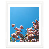Pink Summer thumbnail