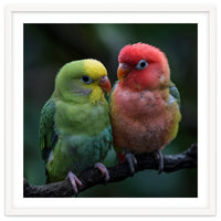 Two Lovebirds Sitting Together On A Branch
