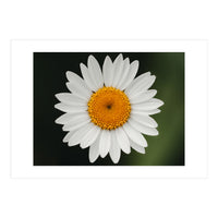 Close up of a daisy (Print Only)