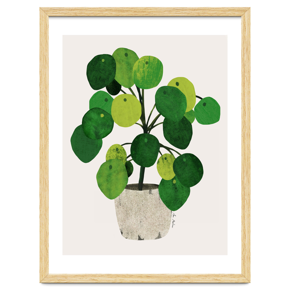 Pilea Plant