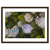 Hydrangeas | Landscape thumbnail