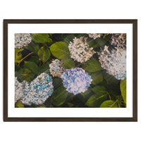 Hydrangeas | Landscape