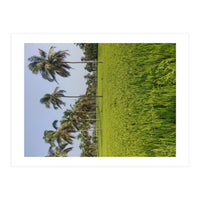 The Paddy Fields of Kerala, South India (Print Only)