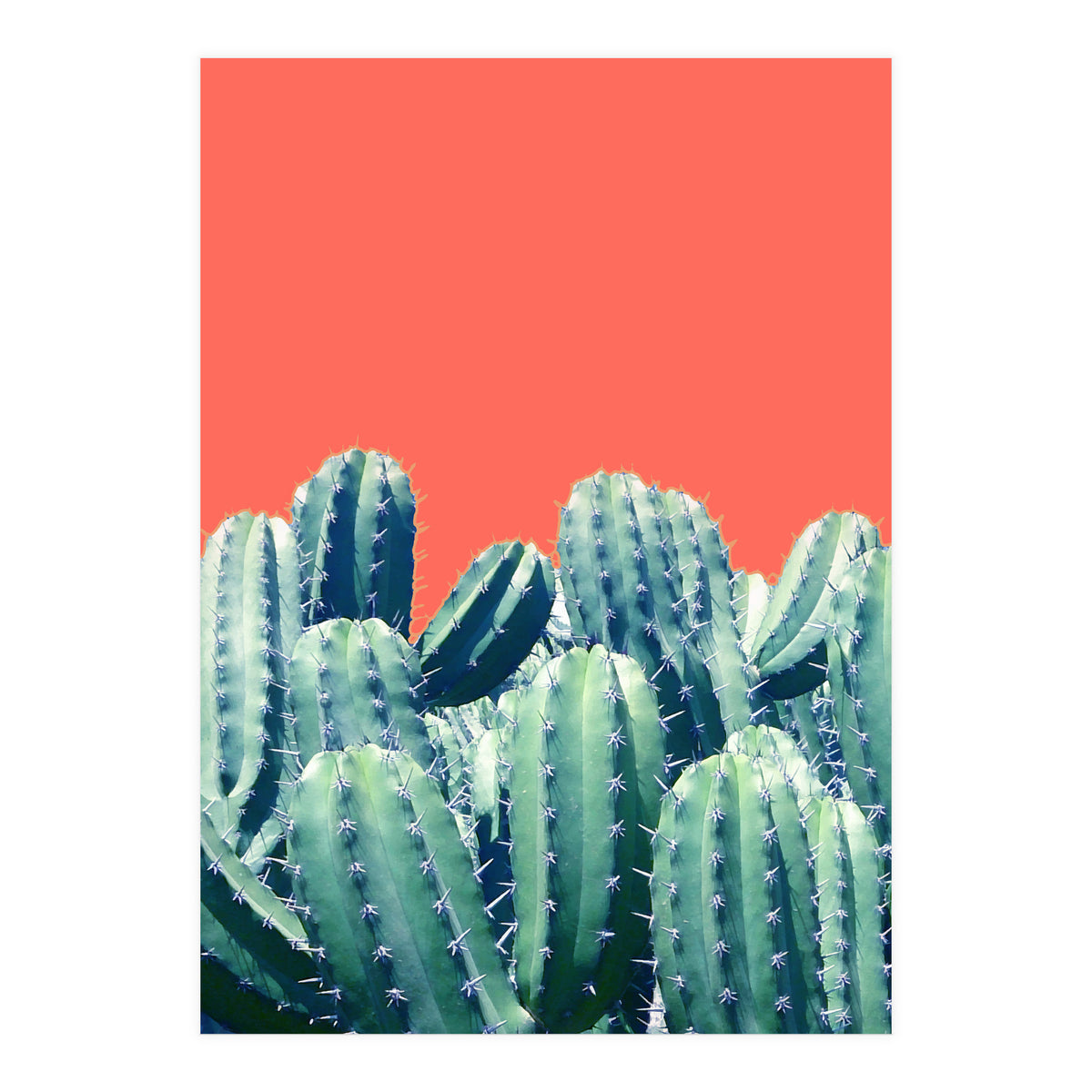 Cactus On Coral (Print Only)