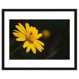 SUNFLOWER. thumbnail