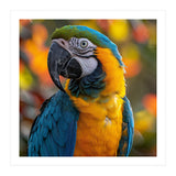 Blue And Gold Macaw Parrot Close Up Portrait (Print Only) thumbnail