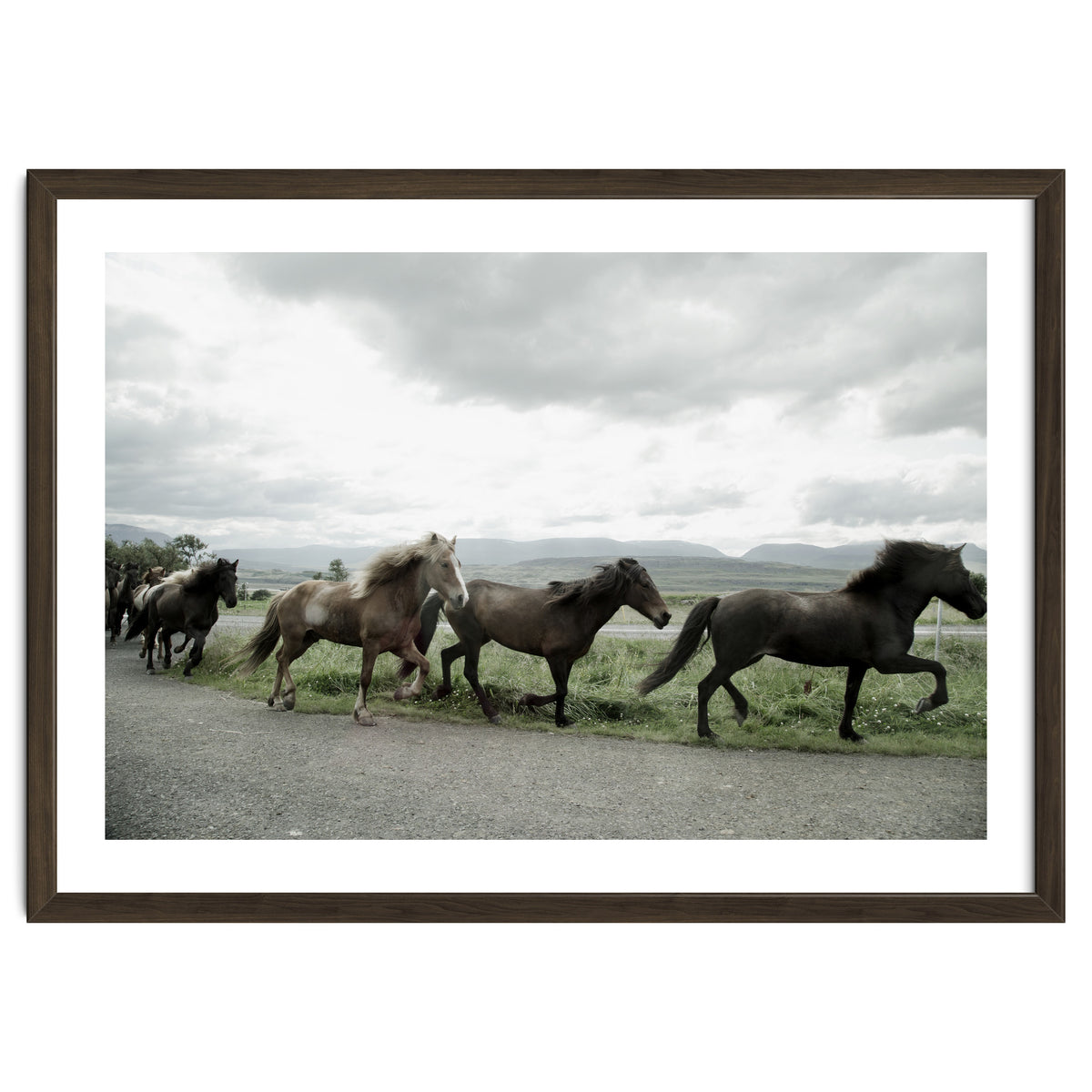 Running horses - Iceland