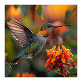 Hummingbird Hovering Near Orange Flowers (Print Only) thumbnail