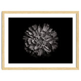 Backyard Flowers In Black And White No 79 thumbnail