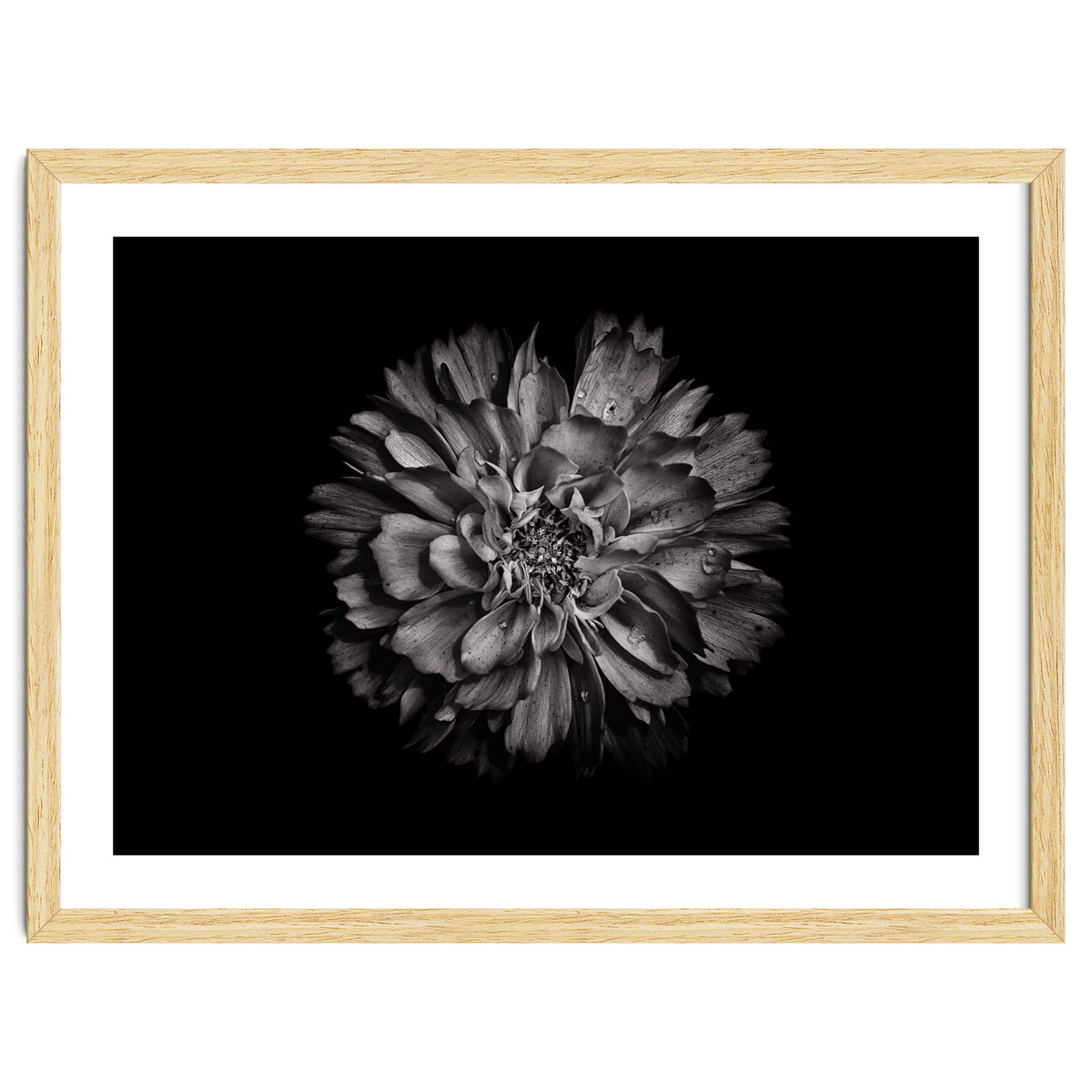 Backyard Flowers In Black And White No 79