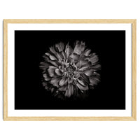Backyard Flowers In Black And White No 79
