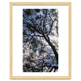 Tree from below thumbnail