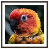 Sun Conure Parrot Bird With Water Droplets thumbnail