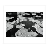 Lotus Pond | Black & White Landscape (Print Only) thumbnail