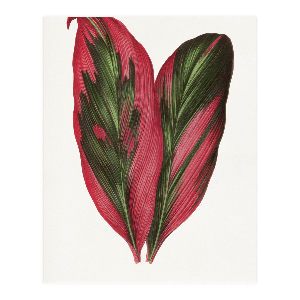 Alexander Francis Lydon & Benjamin Fawsett – Pink Dracaena Terminalis Leaf (1865) (Print Only)