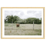 Cow in the farm thumbnail