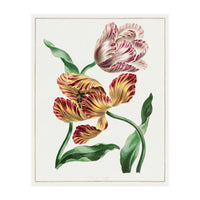 John Edwards – Various Tulips (1791) (Print Only)