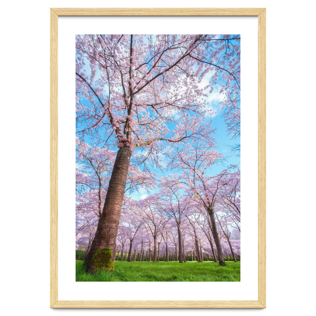 Spring in optima forma