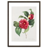 Pierre-Joseph Redouté – Finest Flowers and Fruits (1833) thumbnail