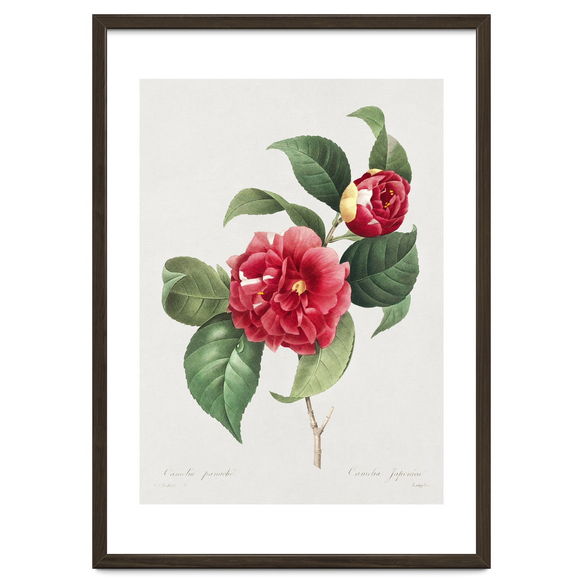 Pierre-Joseph Redouté – Finest Flowers and Fruits (1833)