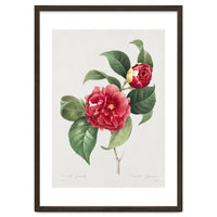 Pierre-Joseph Redouté – Finest Flowers and Fruits (1833)